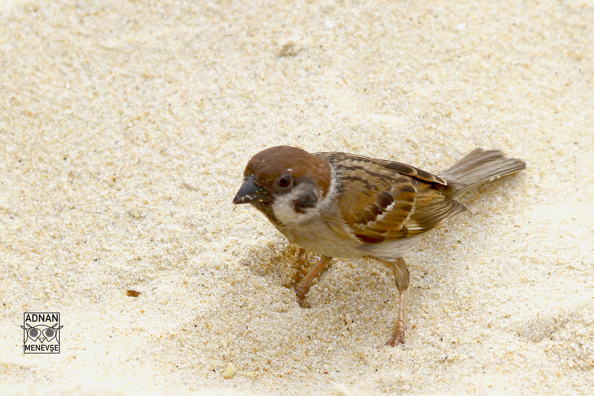 Eurasian Tree Sparrow